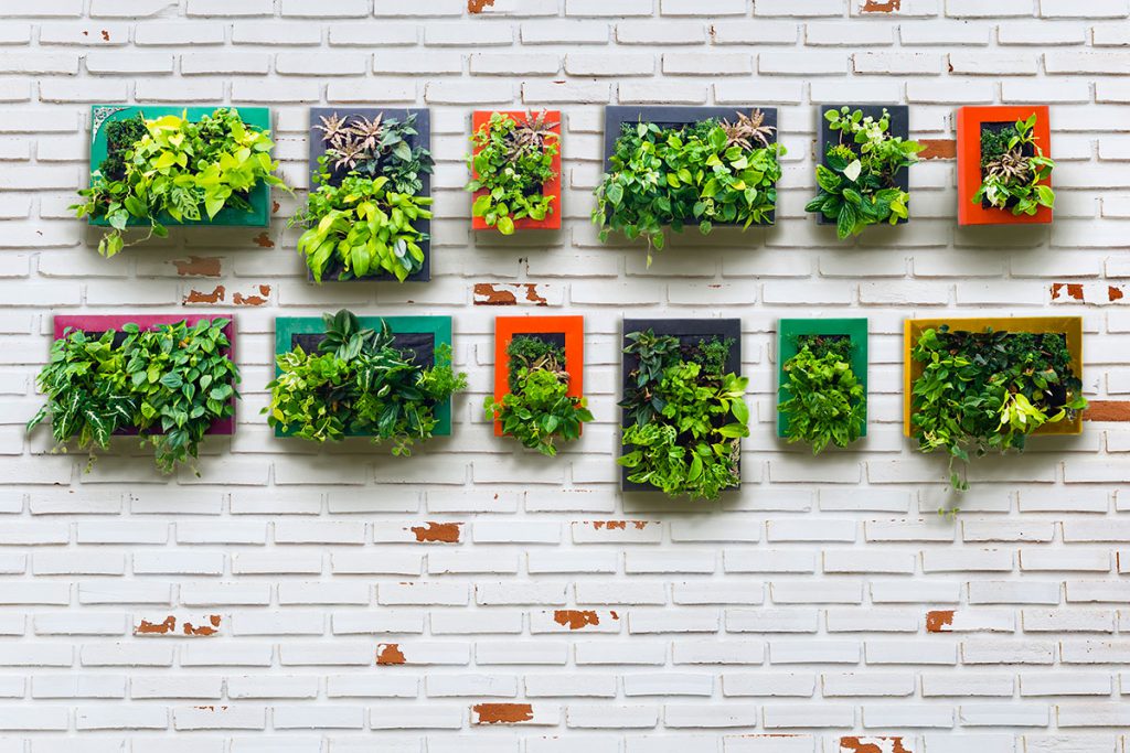 Imagem de várias plantas penduradas na parede. 