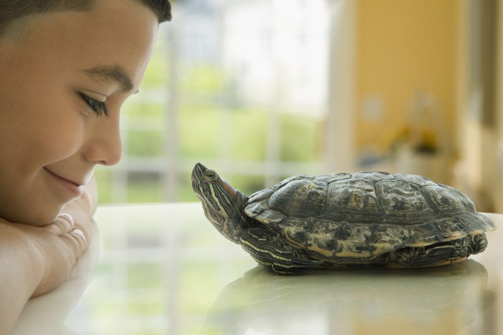 Cágados (tartaruga tigre d'água) são ótimos animais de estimação para apartamento