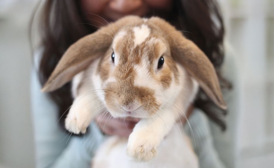 Animais de estimação para apartamento: 9 tipos e seus cuidados