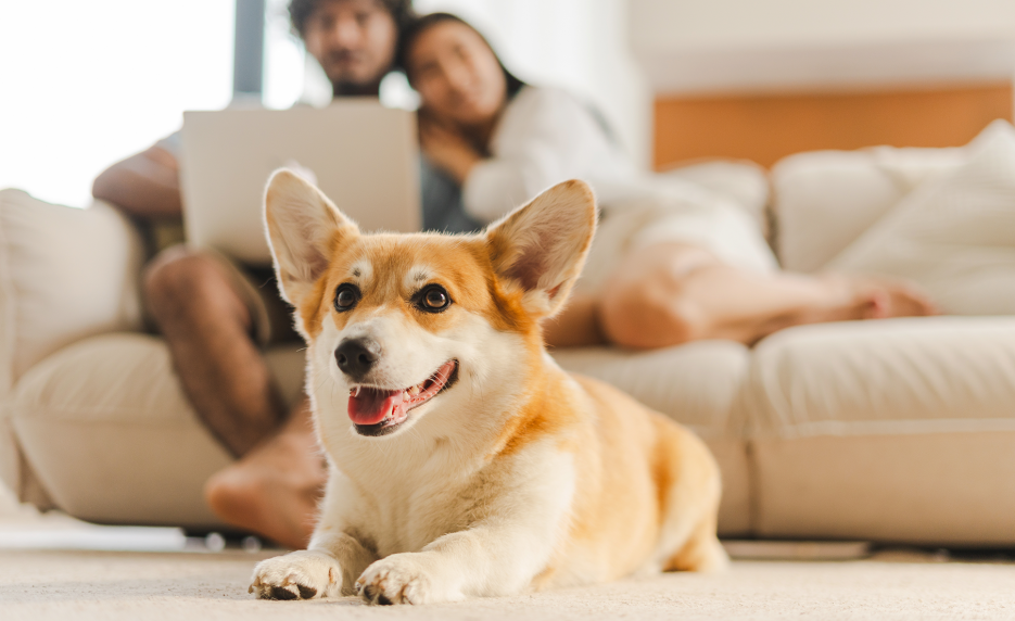 Apartamento pet friendly em São Paulo: como escolher o ideal?
